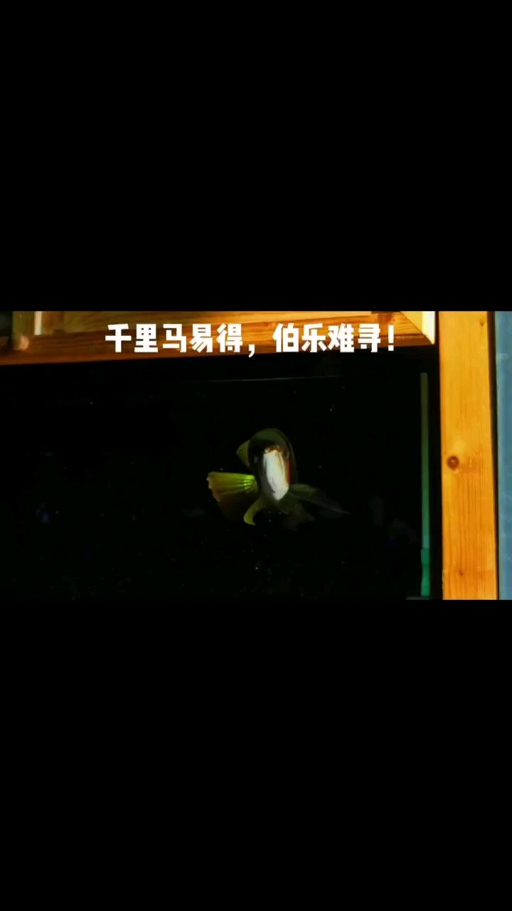 夕陽下，有點感嘆。魚很美，也很憂傷 觀賞魚論壇