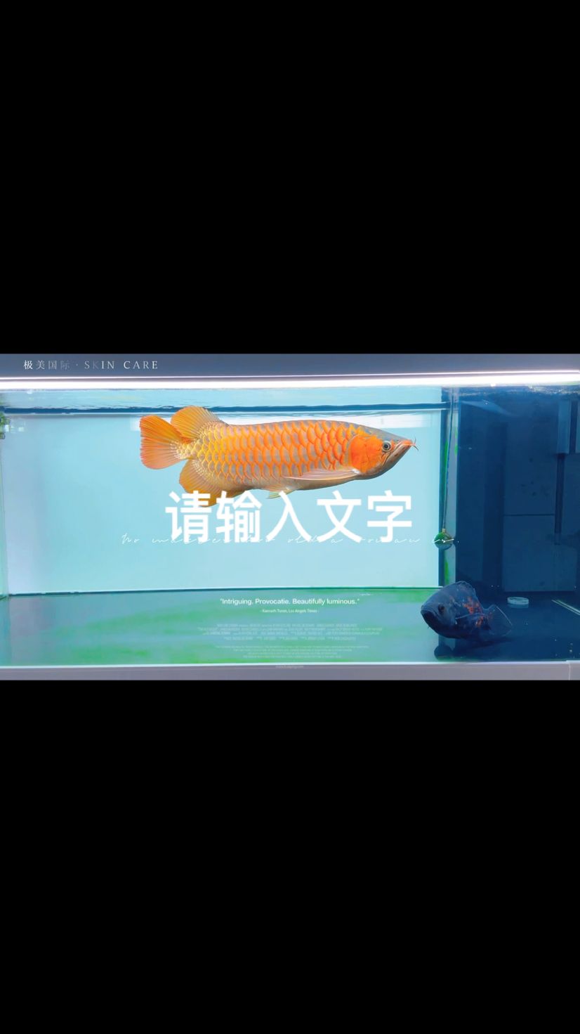 在外隔離倆月 回家了 觀賞魚(yú)論壇