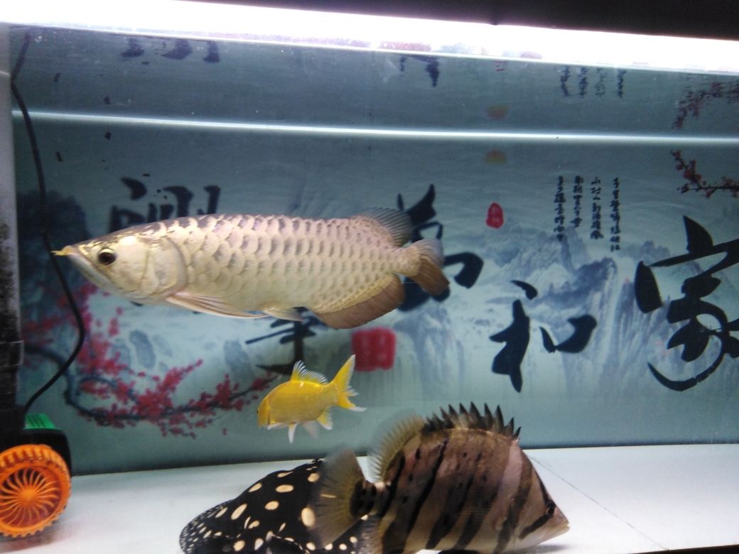 養(yǎng)魚不燒錢 觀賞魚論壇 第1張