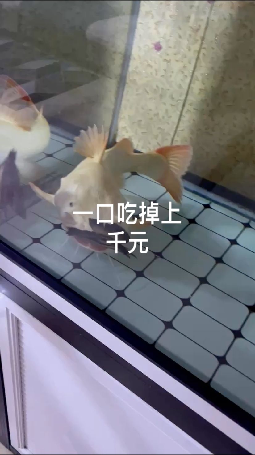 養(yǎng)什么黃金毛 觀賞魚論壇