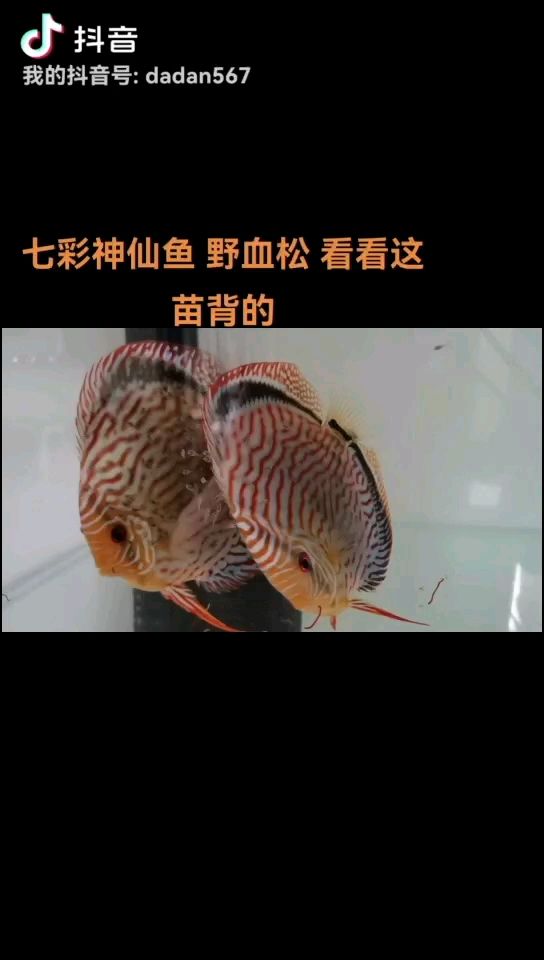 哈爾濱出德松苗子 觀賞魚論壇