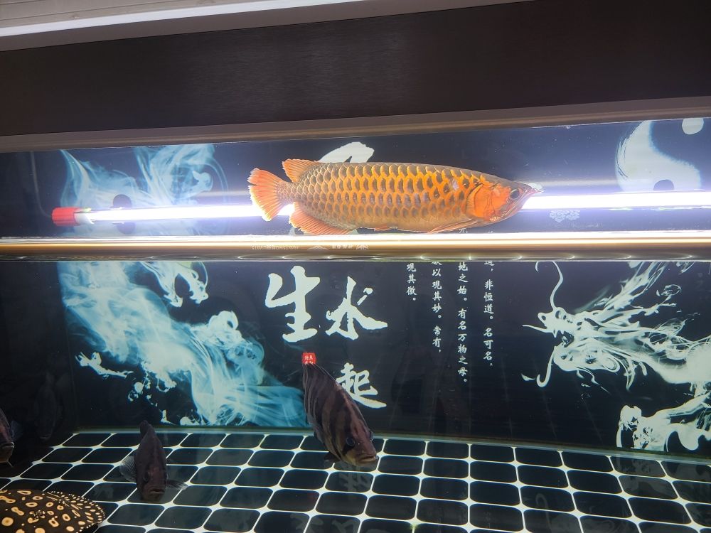 重慶二手海鮮魚(yú)缸轉(zhuǎn)讓信息網(wǎng)（重慶二手浴缸回收電話） 黃金斑馬魚(yú)