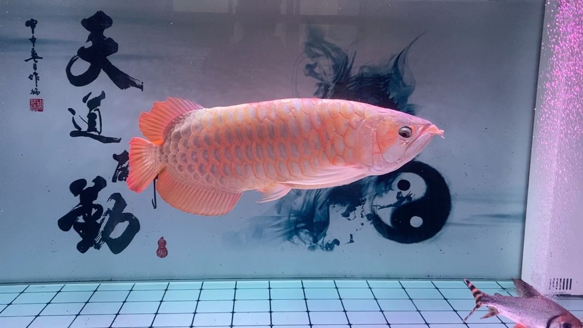 長壽魚—龍魚