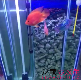 銀子到家18天的故事 觀賞魚論壇 第12張