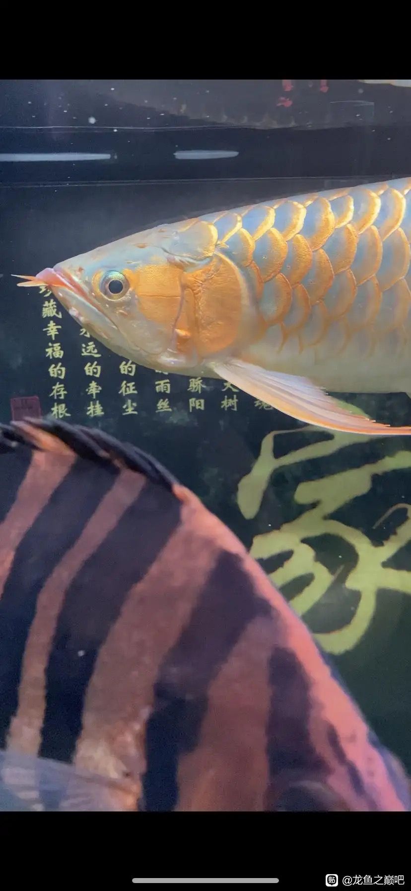 龍魚(yú)細(xì)菌感染初期有什么特效藥嗎？ 觀賞魚(yú)論壇 第2張