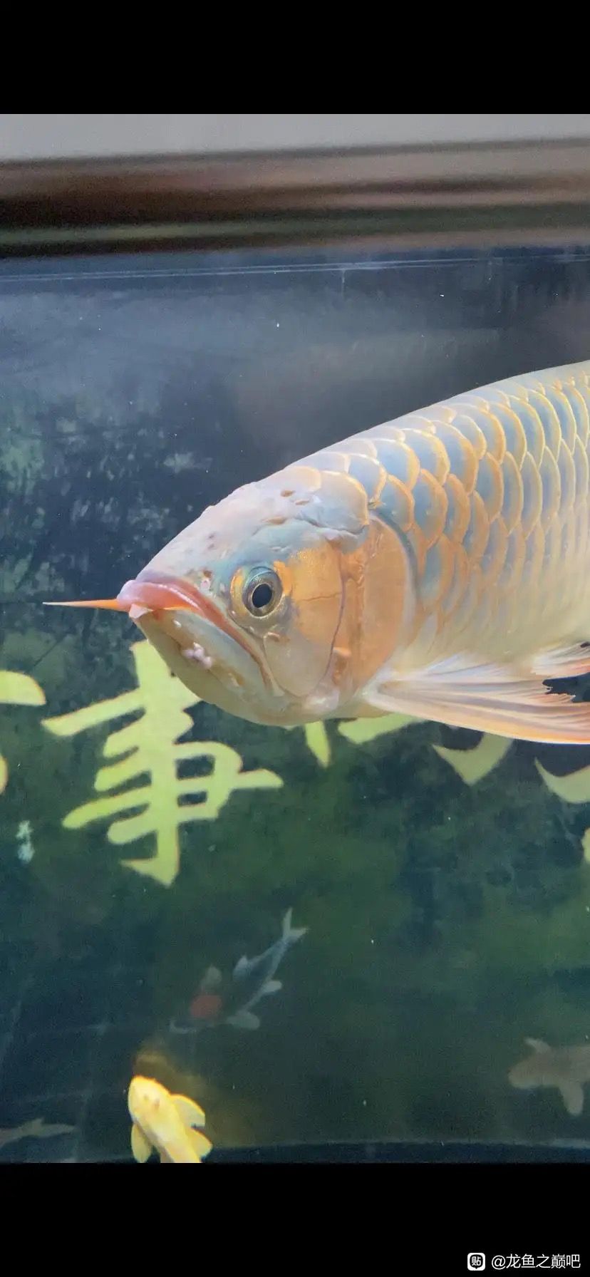 龍魚(yú)細(xì)菌感染初期有什么特效藥嗎？ 觀賞魚(yú)論壇 第5張