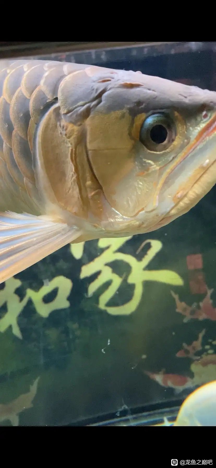 龍魚(yú)細(xì)菌感染初期有什么特效藥嗎？ 觀賞魚(yú)論壇 第3張