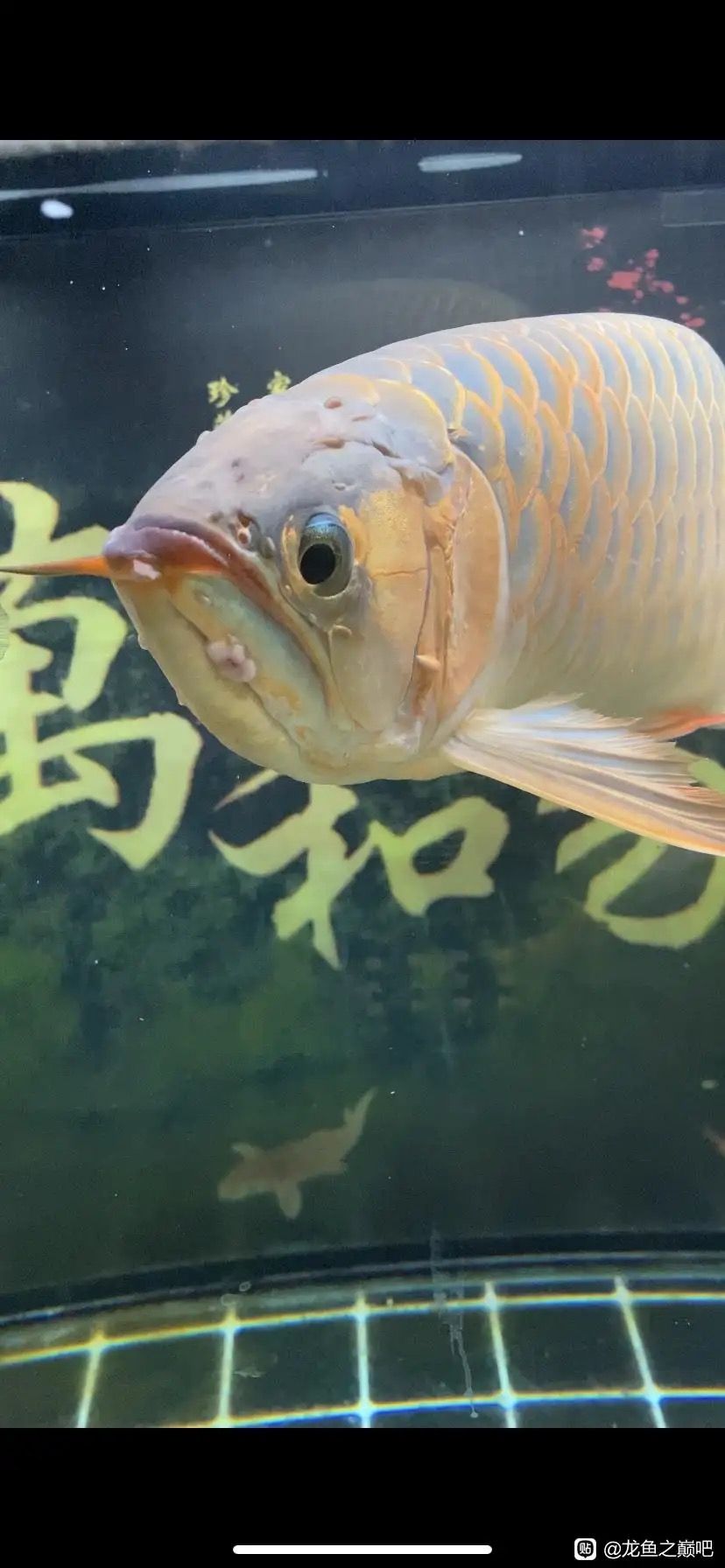 龍魚(yú)細(xì)菌感染初期有什么特效藥嗎？ 觀賞魚(yú)論壇 第4張