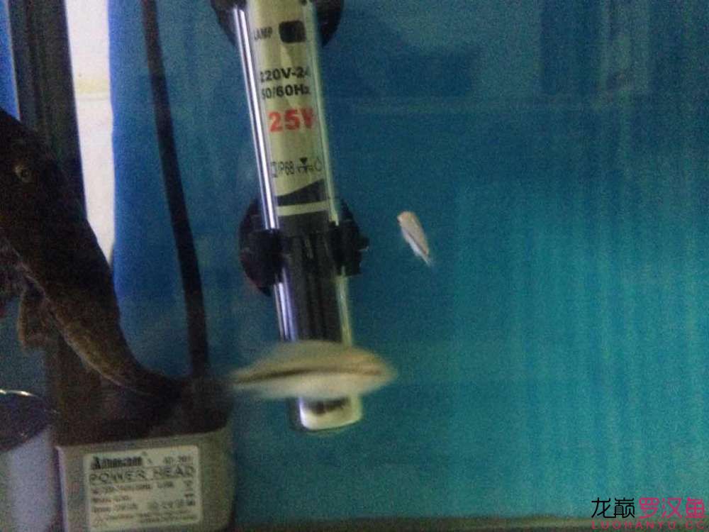 幻彩小小苗建檔1cm【2】 觀賞魚論壇 第4張