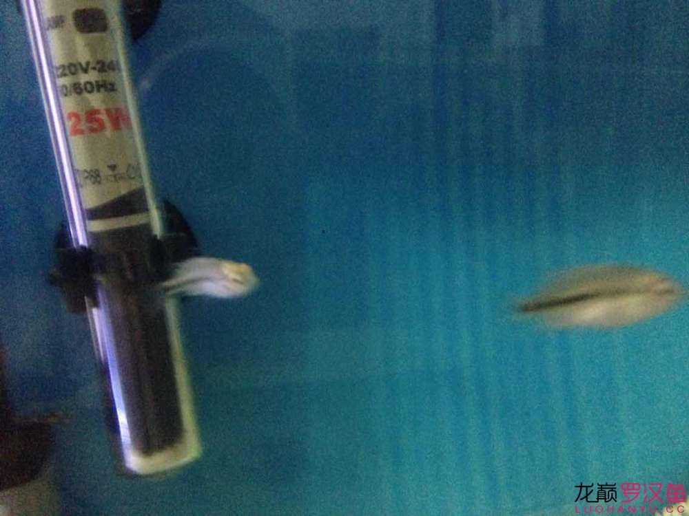 幻彩小小苗建檔1cm【2】 觀賞魚論壇 第5張