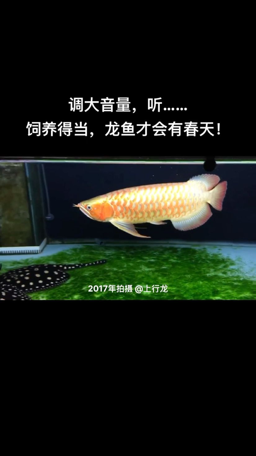 飼養(yǎng)得當(dāng)，龍魚(yú)才會(huì)有春天！ 觀(guān)賞魚(yú)論壇