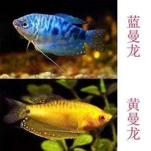 藍曼龍魚為什么很少人養(yǎng)(12種最適合懶人養(yǎng)的觀賞魚) 孵化器 第2張