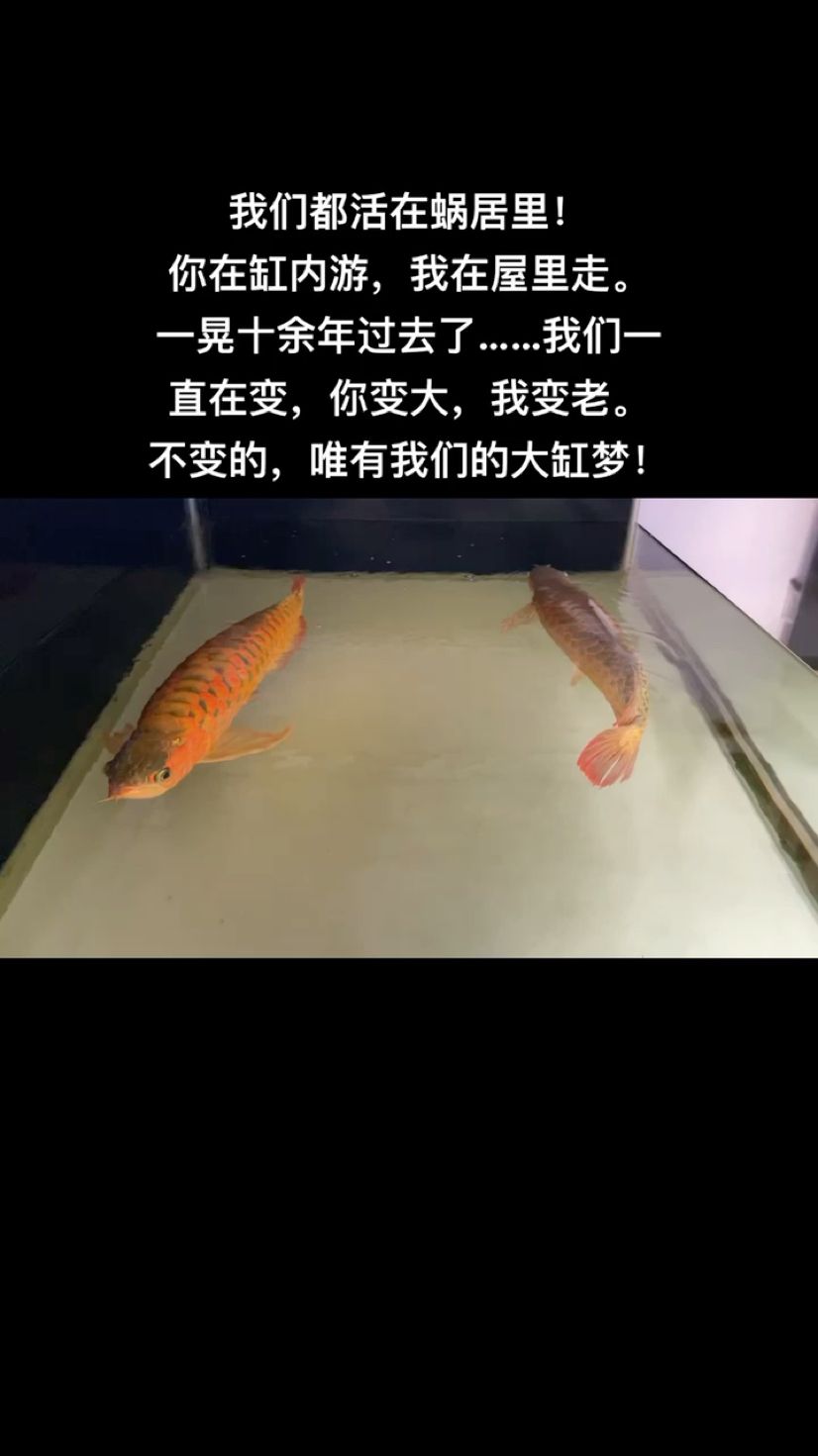 我們都活在蝸居里！ 觀賞魚論壇