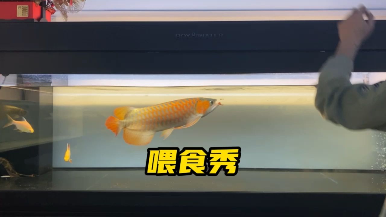 長身頓頭 觀賞魚論壇