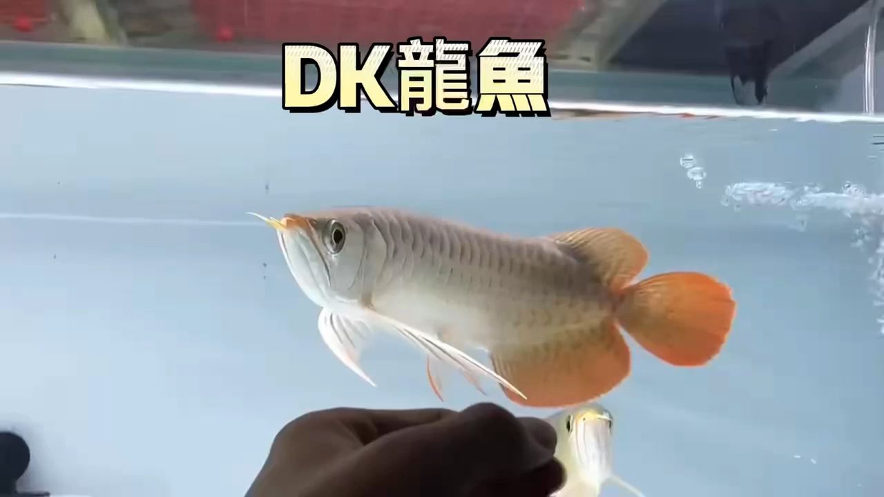 雙龍混養(yǎng) 不缺少鳳的龍 觀賞魚論壇