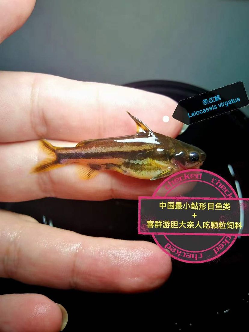 海南原生魚 觀賞魚論壇 第5張