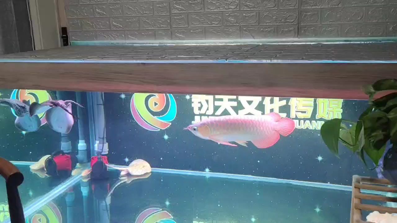 出酒紅眼魟魚(yú)！ 觀賞魚(yú)論壇