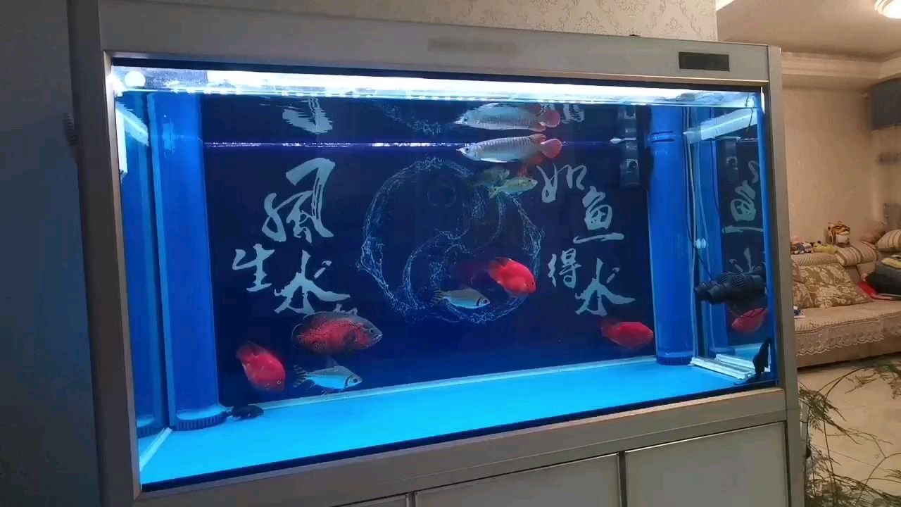 保持身材 觀賞魚(yú)論壇