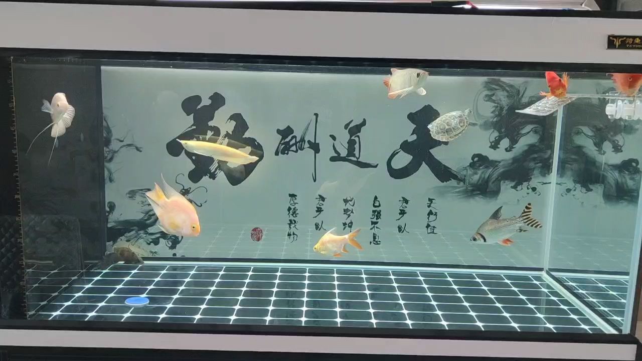 小紅龍到家兩周記錄一下 觀賞魚論壇