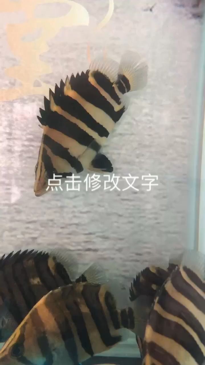 雅虎 觀賞魚(yú)論壇