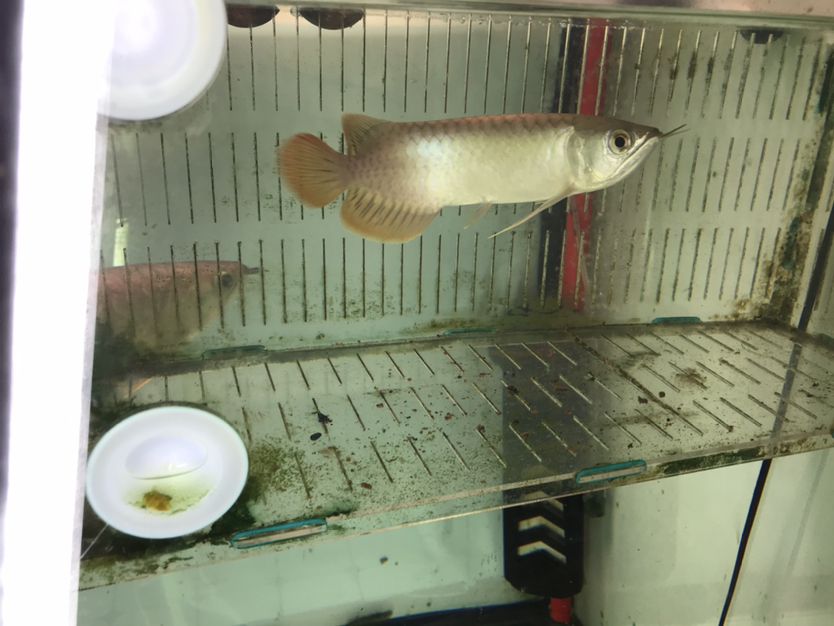 小紅紅龍魚、怎么區(qū)分半號 觀賞魚論壇 第6張