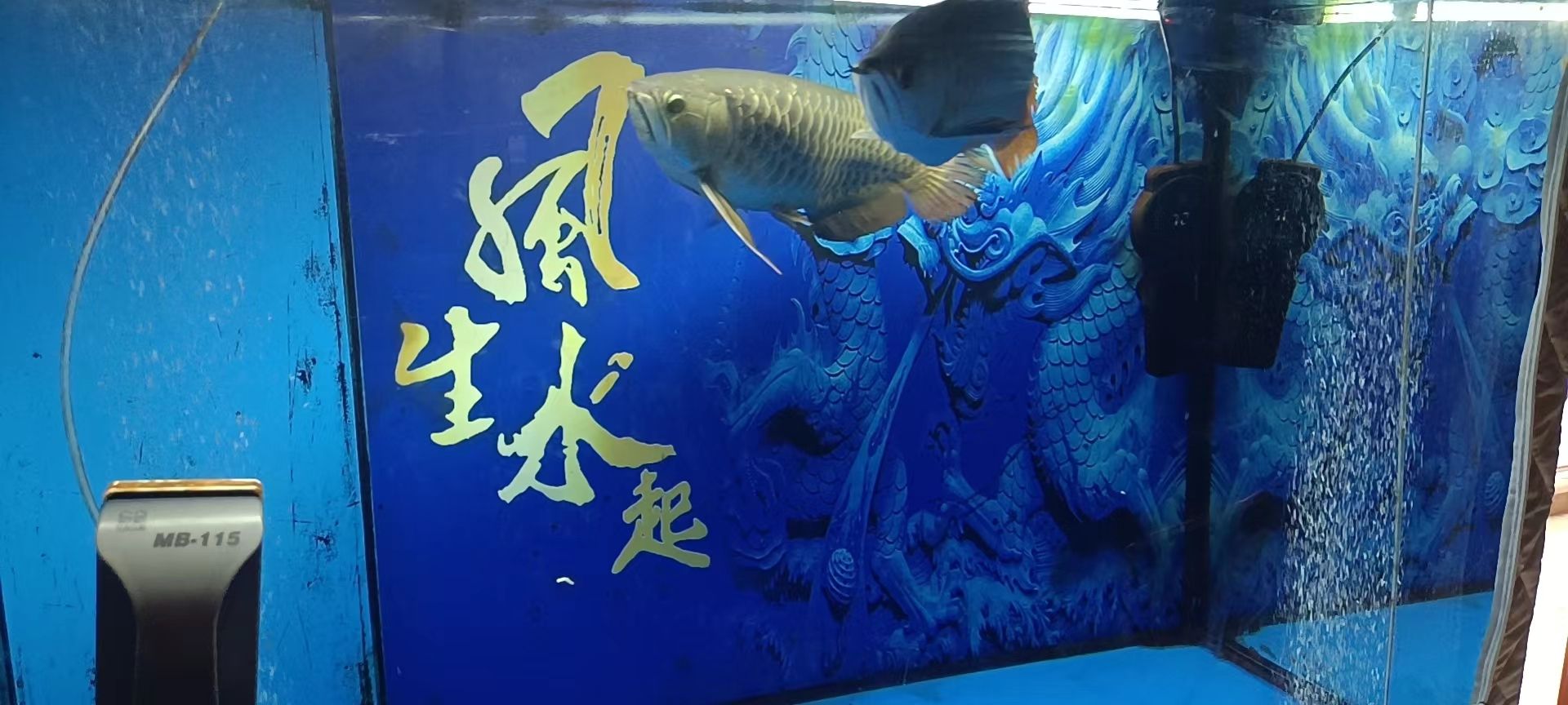 龍魚(yú)放些活性炭 觀賞魚(yú)論壇 第3張