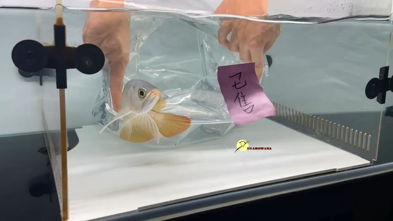 揭陽魚缸定制哪家好點呢電話（揭陽魚缸定制哪家好點呢電話多少）