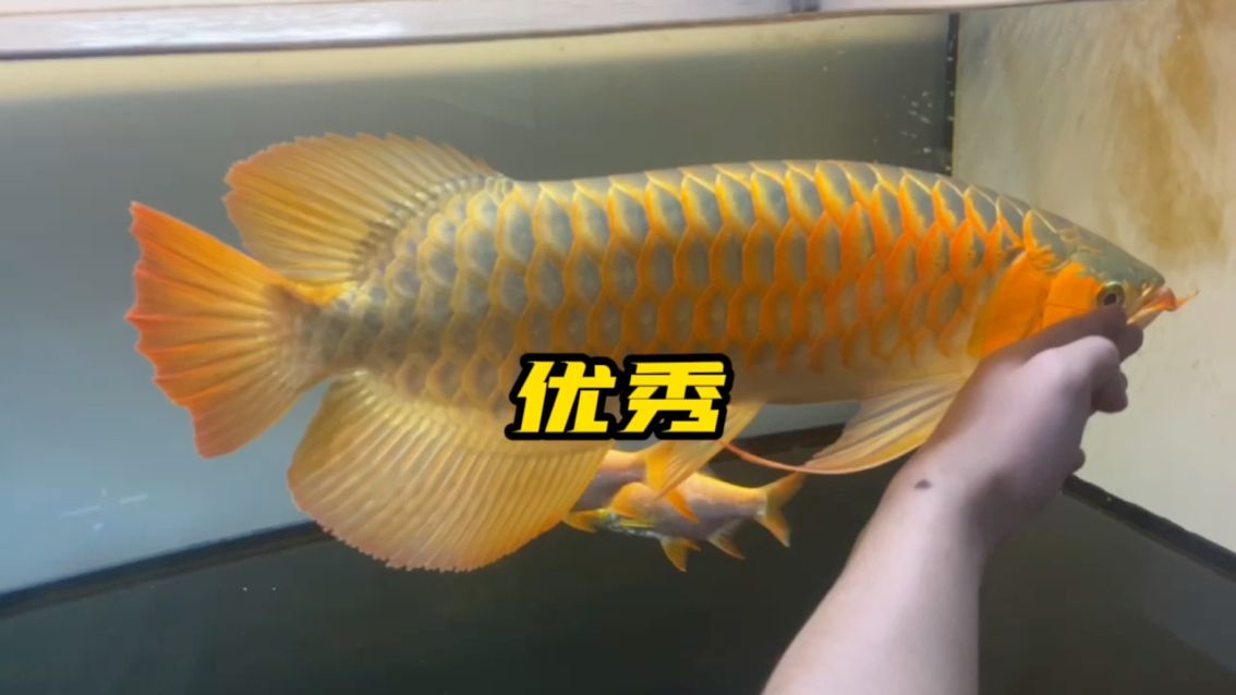 瑕不掩瑜的一只魚 觀賞魚論壇