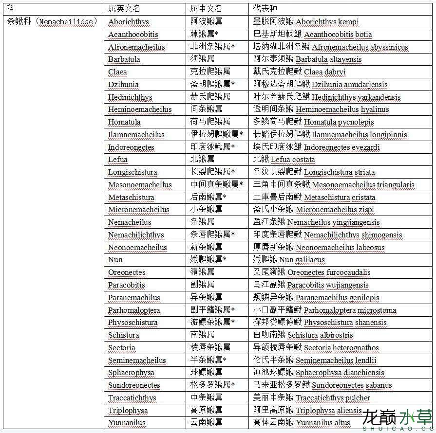 條鰍科云南鰍屬魚類匯總 觀賞魚論壇