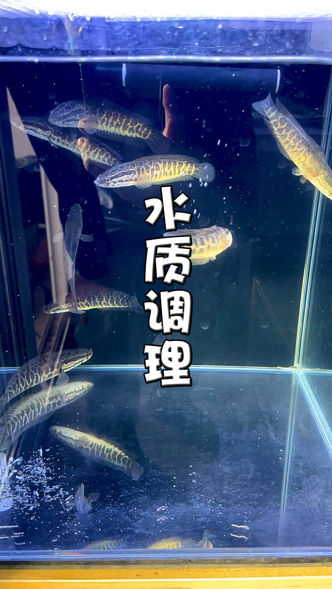 黑魚魚缸大小怎么選(黑魚魚缸大小怎么選比較好) 孵化器 第2張