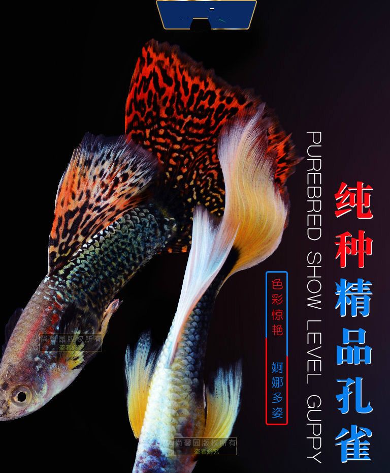 熱帶魚(yú)孔雀魚(yú)多久繁殖一次(熱帶魚(yú)孔雀魚(yú)多久繁殖一次是產(chǎn)卵還是生小魚(yú))