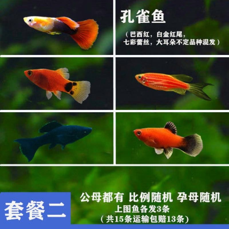 熱帶魚孔雀魚多久繁殖一次(熱帶魚孔雀魚多久繁殖一次是產(chǎn)卵還是生小魚) 孵化器 第2張