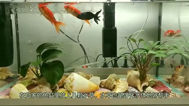 魚缸一次換多少水比較合適養(yǎng)魚(魚缸一次換多少水比較合適養(yǎng)魚魚) 孵化器 第1張