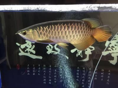 古典金龍魚的飼養(yǎng)