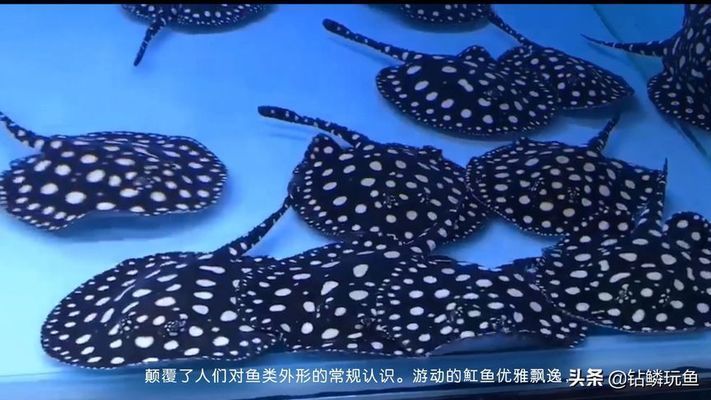 釭魚和龍魚 龍魚百科