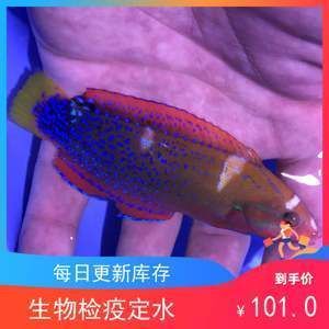 海水魚紅龍成魚兇不兇 龍魚百科