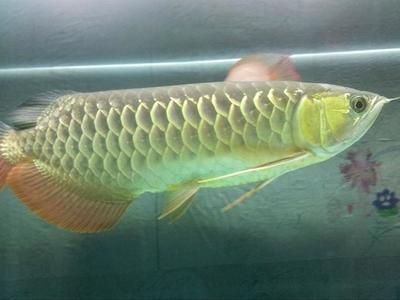 40厘米金龍魚價格多少錢一條呢 龍魚百科