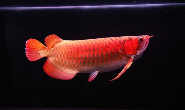 紅龍魚(yú)40公分賣(mài)多少錢(qián)一條 龍魚(yú)百科