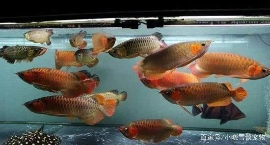 和龍魚搭配的魚類叫什么