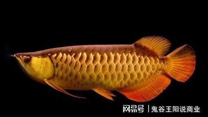 金龍魚的須子斷一半能長嗎_