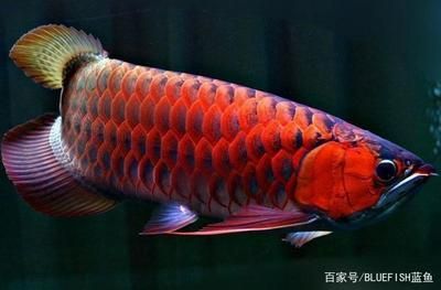 紅龍魚(yú)品相圖解