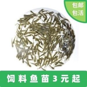 金龍魚吃小活魚