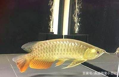 龍魚(yú)常見(jiàn)的病 龍魚(yú)百科