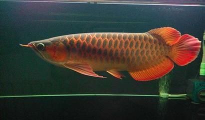 15公分左右紅龍魚能長多大 龍魚百科