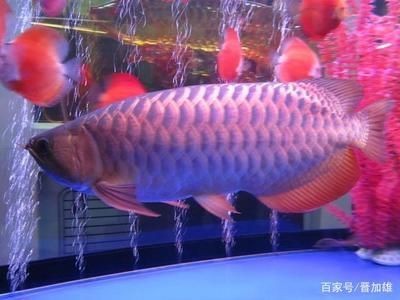 金龍魚半年可以長多大 龍魚百科