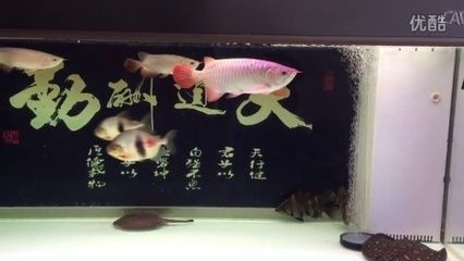 錦鯉和紅龍魚混養(yǎng)好嗎怎么養(yǎng) 龍魚百科