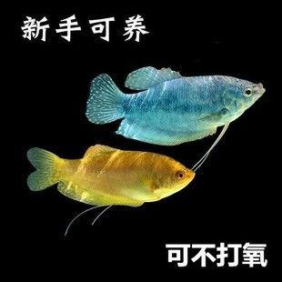 龍魚(yú)多久不打氧會(huì)死 龍魚(yú)百科