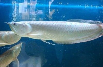 30厘米銀龍魚(yú)吃什么食物最好 龍魚(yú)百科