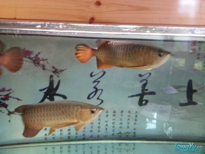 金龍魚能跟什么魚混養(yǎng) 龍魚百科