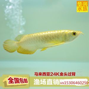 金龍魚多少錢一包 龍魚百科